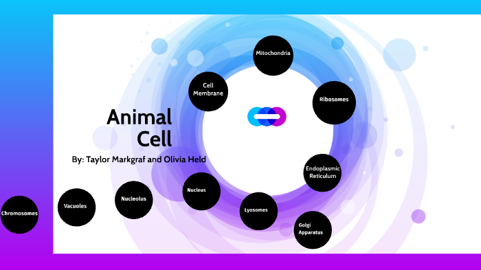 Animal Cell Presentstion by taylor markgraf on Prezi