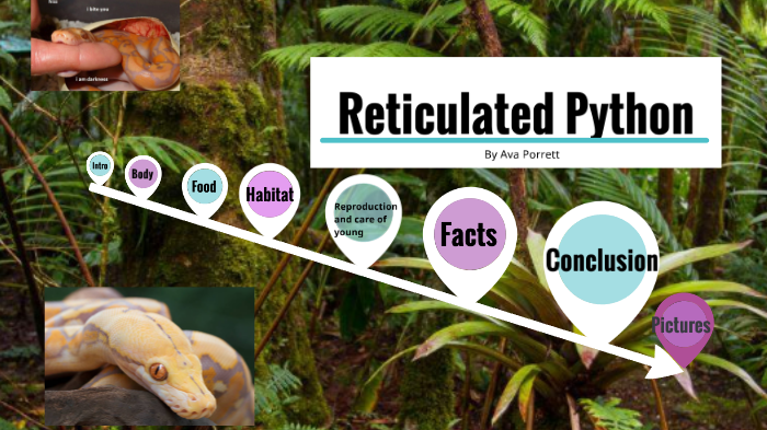 Reticulated pythons by Ava by muskegon montessori on Prezi