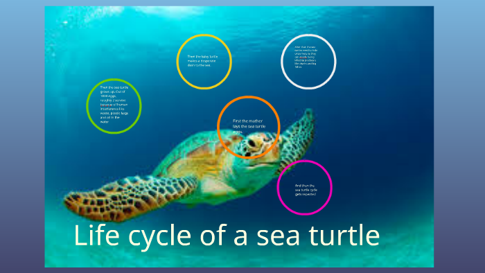 Sea Turtle Life Cycle by sebastian torntin
