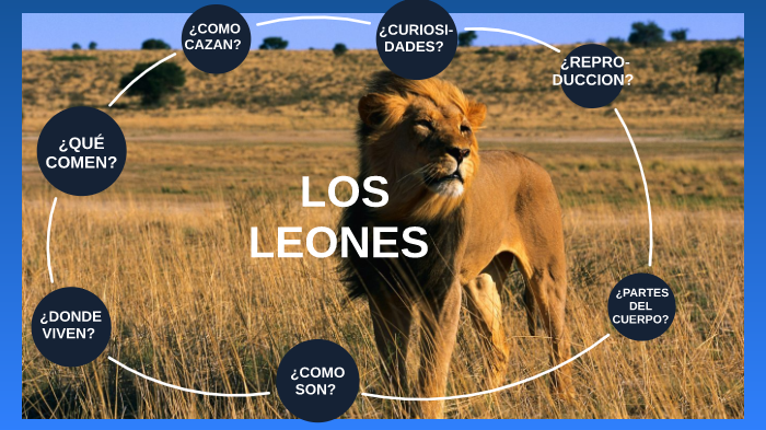 leones!!!! by Jofre Puig Relat on Prezi Next