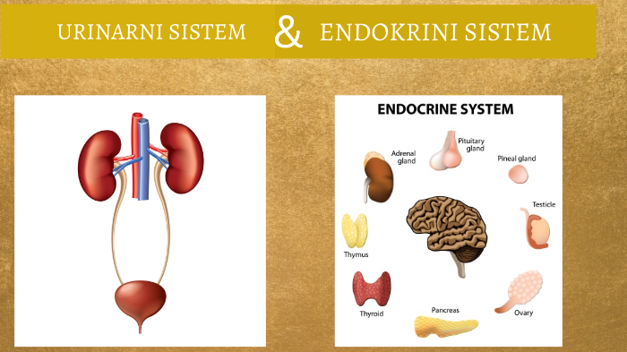 Urogenitalni I Endokrini Sistem By Adrijana Nikolic