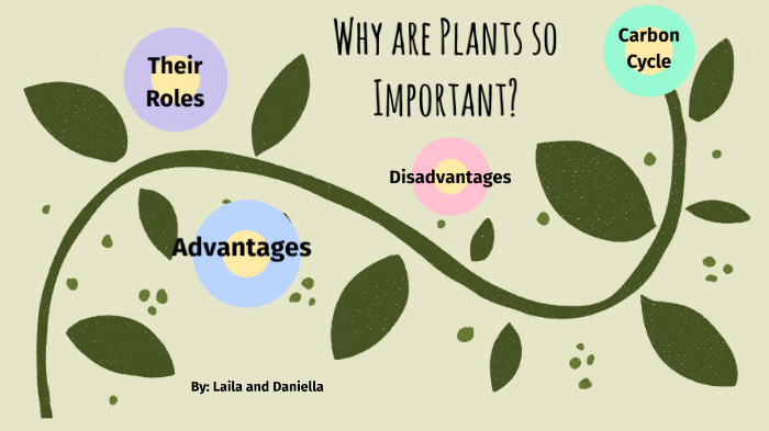 why-are-plants-so-important-by-laila-sami