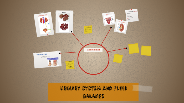 URINARY SYSTEM and FLUID BALANCE by Dayne Visperas on Prezi