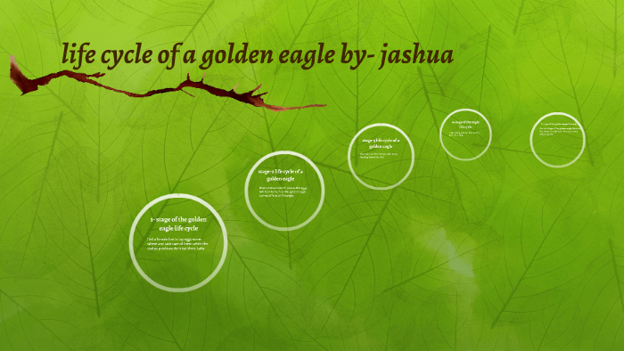 Life Cycle Of A Eagle By Jashua By Jashua Zamora On Prezi