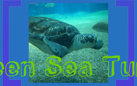 Green Sea Turtle by zoe smith on Prezi