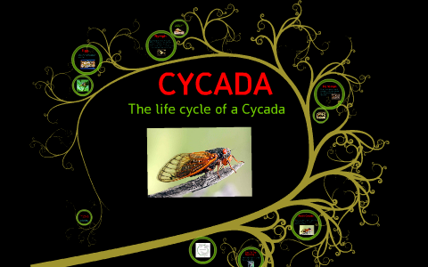 Life Cycle of a Cycada by Liam Thiesfield on Prezi