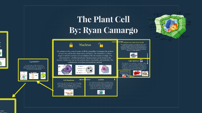 The Plant Cell by Ryan Co on Prezi