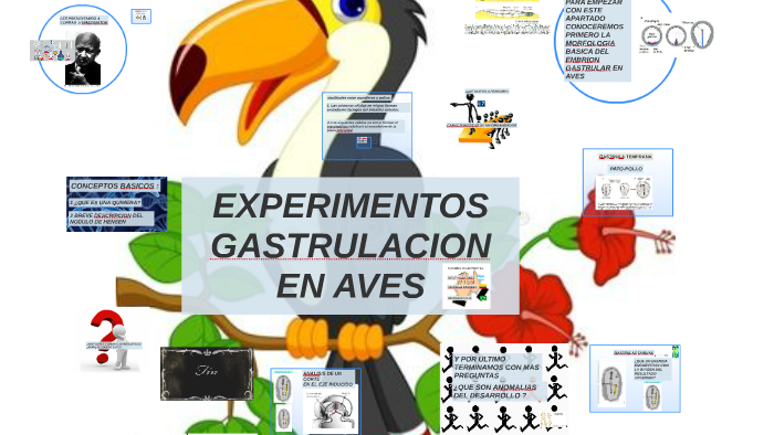 gastrulación de aves