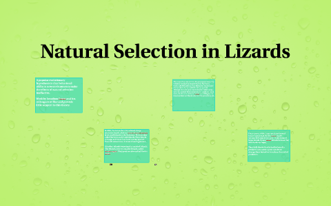 Natural Selection in Lizards by Micayla Pistillo on Prezi