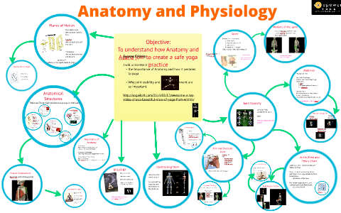 Anatomy by on Prezi