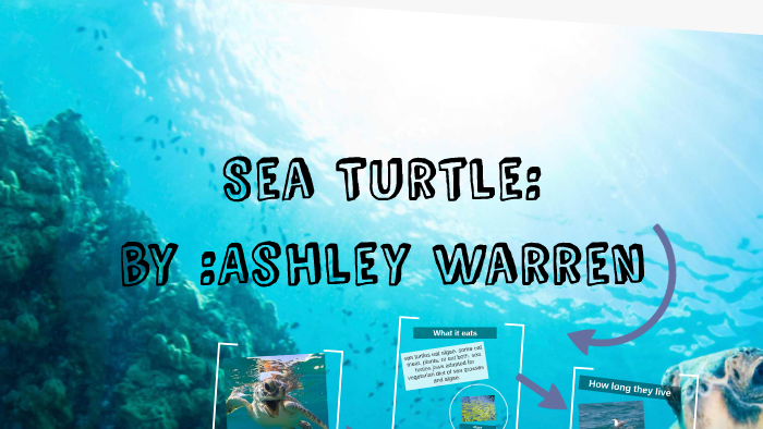 Sea Turtle by ashley warren on Prezi