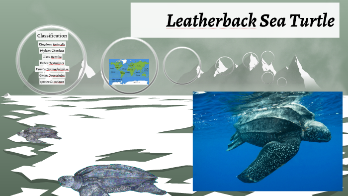 Leatherback Sea Turtle by ivan rodriguez on Prezi