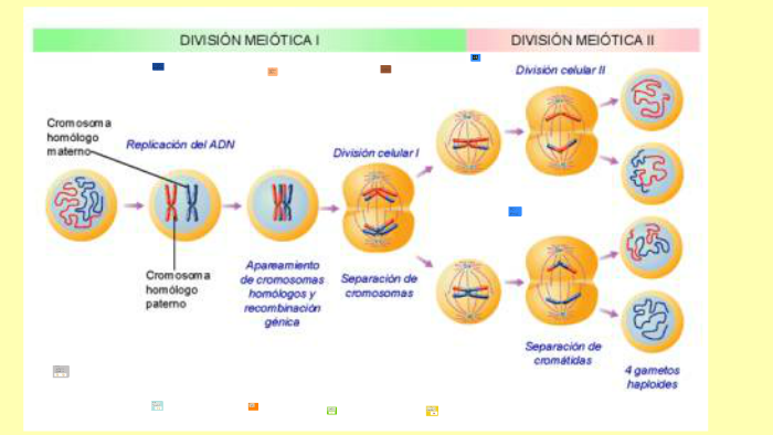 La Division Meiótica by Jose Ignacio Espinoza