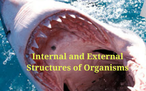 Internal and External Structures of Organisms by Tracey Wallace on Prezi