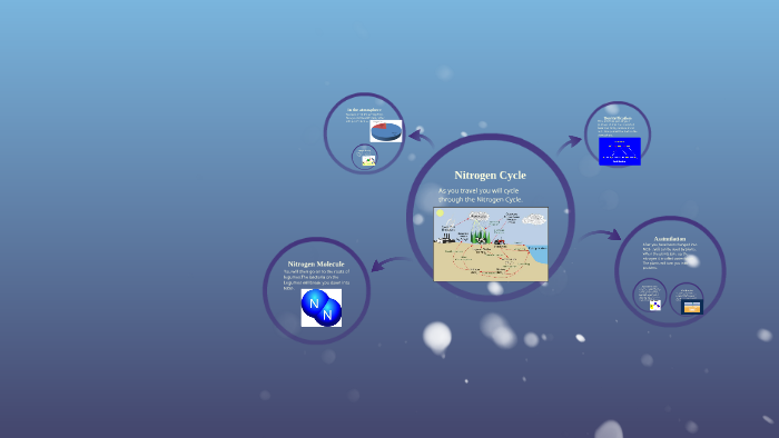 Nitrogen Cycle by Alexis H on Prezi