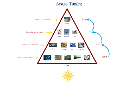 Arctic Food Pyramid