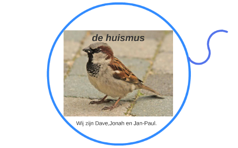 De Huismus By Dave Mulderij On Prezi De Huismus By Dave Mulderij On Prezi