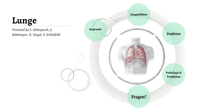 Lunge Anatomie Organe By Svenja Schlot On Prezi