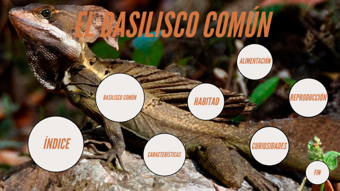 BASILISCO COMÚN by irene ruiz gutierrez on Prezi
