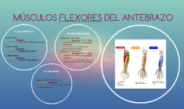 músculos flexores del antebrazo