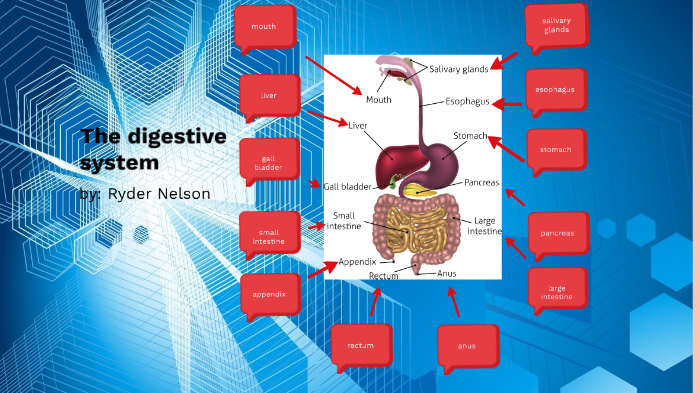 The digestive system by ryder nelson on Prezi