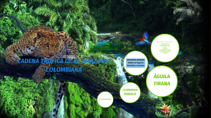 CADENA TRÓFICA DE LA AMAZONIA COLOMBIANA by jhoan diaz on Prezi