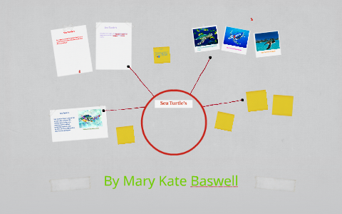 sea turtles by Leigh Bailey on Prezi