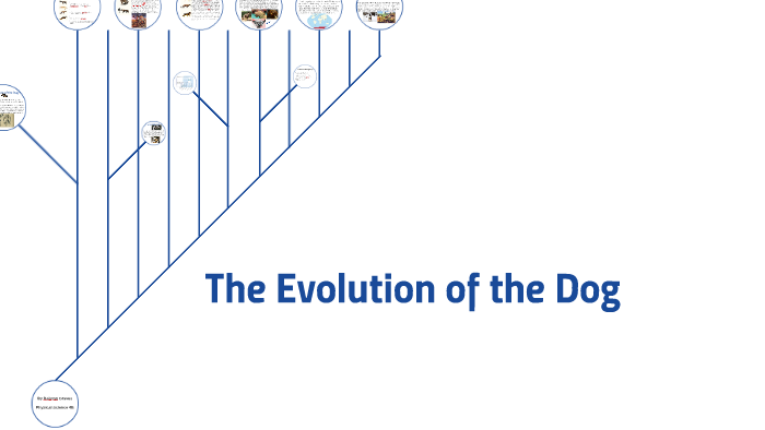 The Evolution Of The Dog By Ralston Graves On Prezi