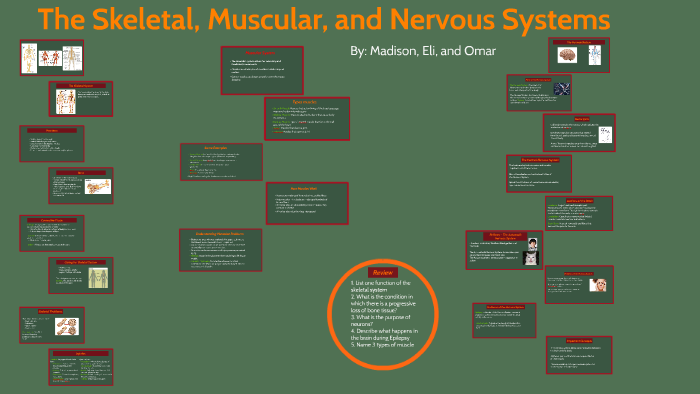 the-skeletal-muscular-and-nervous-system-by-madison-bennett