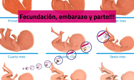 Fecundacion Embarazo Y Parto By Francia Olguin Ortega On