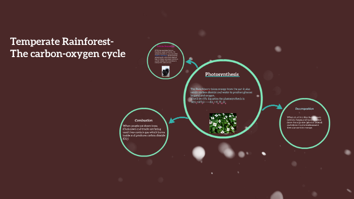 Temperate Rain forest- The Carbon-Oxygen Cycle by Esmeralda Cabrera on ...