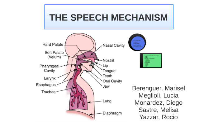 speech mechanisms