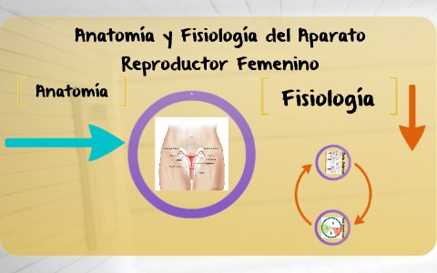 Anatomia Y Fisiologia De Los Aparatos Reproductores Humanos By Elimar ...