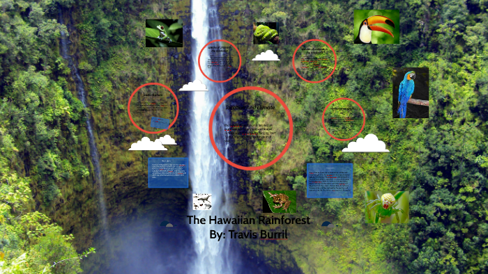 The Hawaiian Rainforest by travis burril on Prezi
