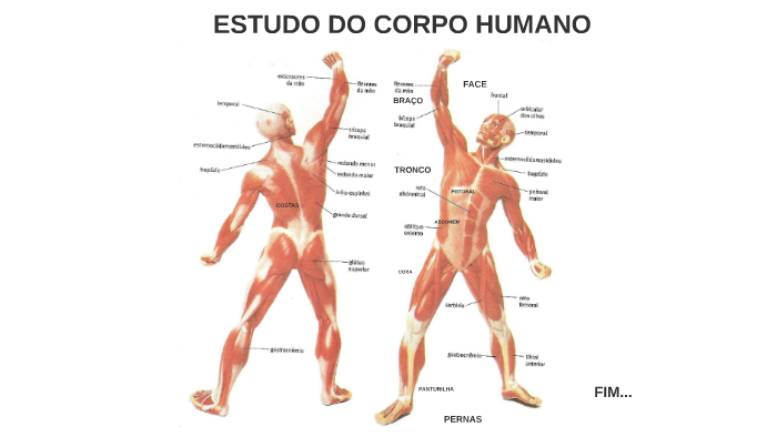 ESTUDO DO CORPO HUMANO by Gracieli Da Silva on Prezi