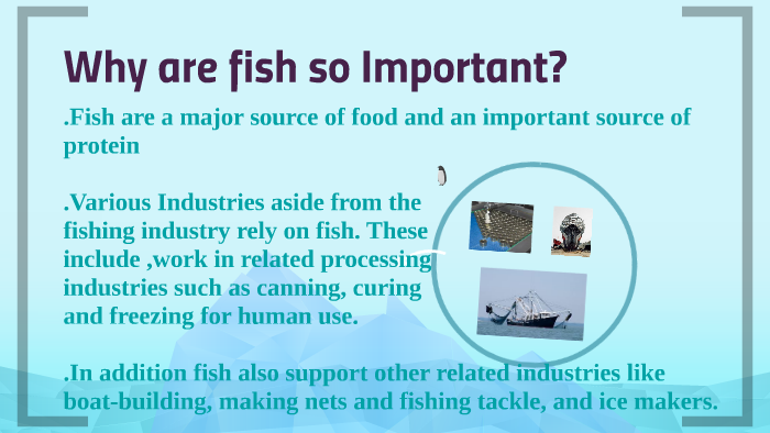 why-are-fish-so-important-by-sufian-ahmed-on-prezi