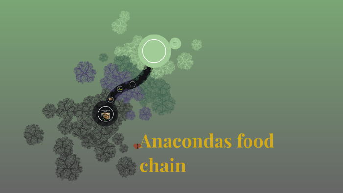 anacondas food chain by aliya burr on Prezi