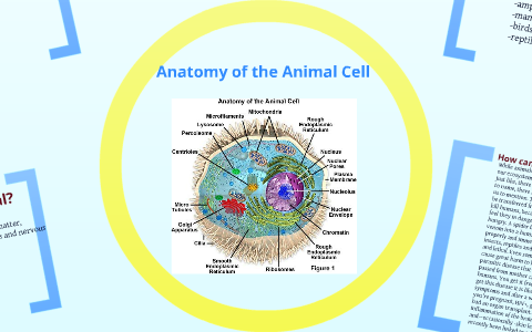 A presentation on animals. by Kaitlyn Butterfield