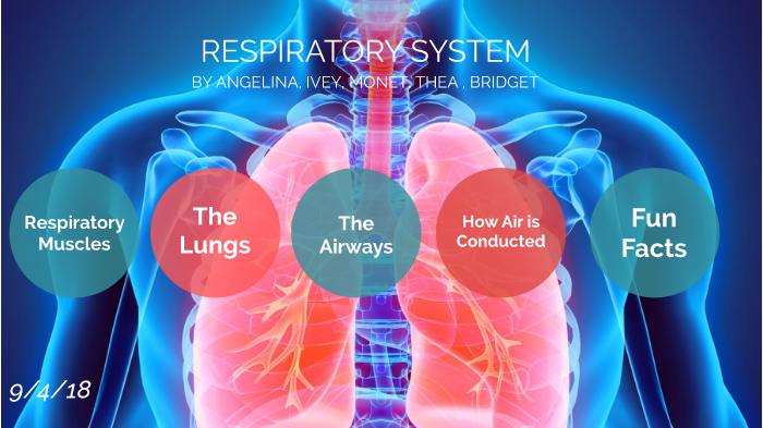 Respiratory System By Angelina Khun On Prezi