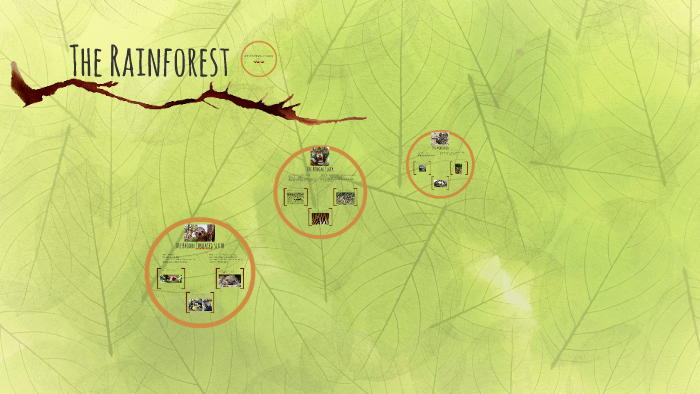 The Rainforest by akira rao on Prezi
