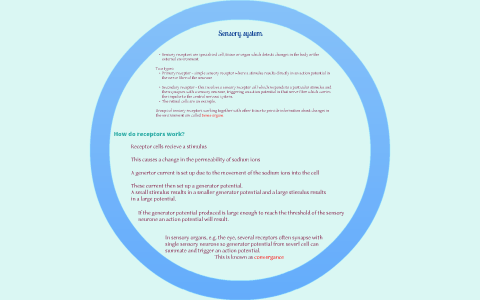 The Human Eye by A H on Prezi