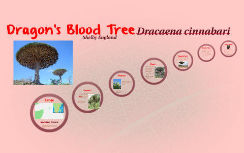 Dragon S Blood Trees By Shelby England On Prezi Next