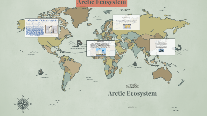 Arctic Ecosystem by Jenna Mouton on Prezi