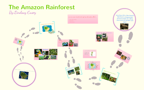 The Amazon Rainforest by Lindsay Casey on Prezi