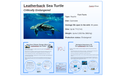 Leatherback Sea Turtle by Zainib Khan on Prezi