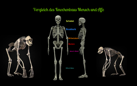 Menschen Affe