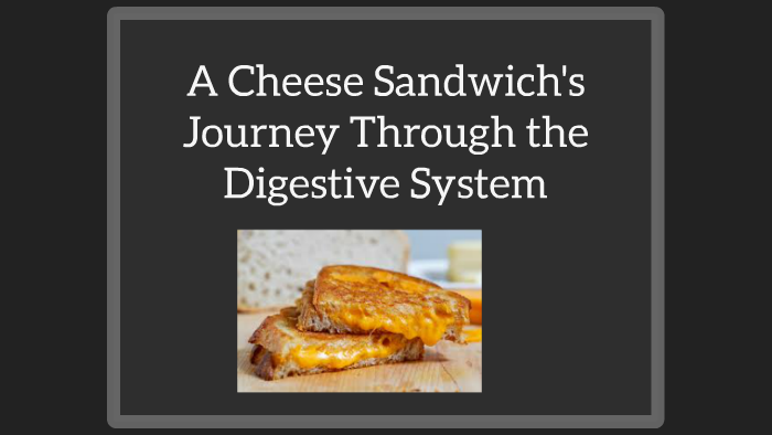 the journey of a cheese sandwich essay