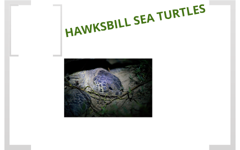 Hawksbill Sea Turtles by korey waters on Prezi