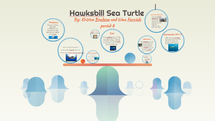 Hawksbill Sea Turtle by kristen bradson on Prezi