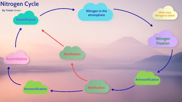 Biology H 417.02 Nitrogen Cycle by Tristan Green on Prezi